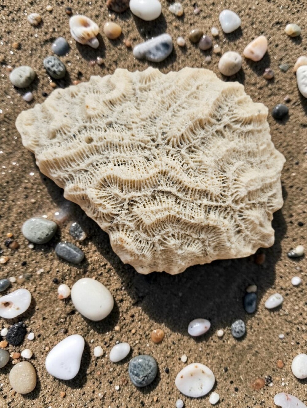 Natural Brain Coral 1 Piece 4" x 3" x 2.5"